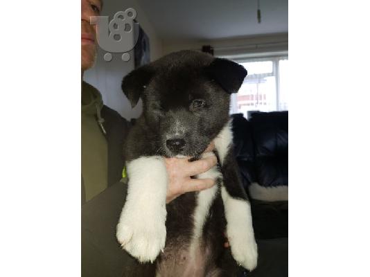 Akita κουτάβι kc reg